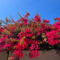 bright bougainvillea flowers hanging over wall - garden decoration stock pictures, royalty-free photos & images
