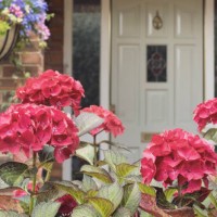 bright hydrangeas - garden decoration stock pictures, royalty-free photos & images