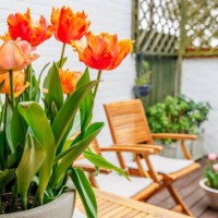 bright orange blooming tulips with garden furniture in the background - home decoration stock pictures, royalty-free photos & images