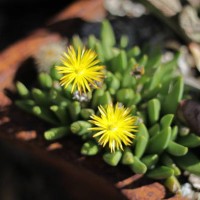 bright yellow cactus flowers - south africa - garden decoration stock pictures, royalty-free photos & images
