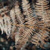 brown fern in nature - garden decoration stock pictures, royalty-free photos & images