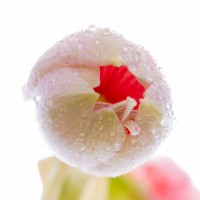 bud of amaryllis. potted plant. (white background) - garden decoration stock pictures, royalty-free photos & images