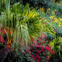 bugambilia flowers - garden decoration stock pictures, royalty-free photos & images