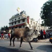 Bull walks past the first beefless McDonald's Restaurant in the world, the first Indian outlet of the US fast-food chain, shortly before officially...