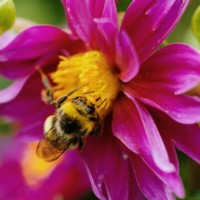 bumblebee sitting on pink flower with wings blurred as diping head towards center of plant, collecting yellow pollen. - garden decoration stock pictures, royalty-free photos & images