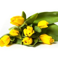 bunch of fresh yellow tulips isolated on white background - garden decoration stock pictures, royalty-free photos & images