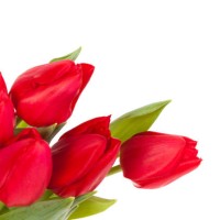 bunch of red tulips isolated on white background - garden decoration stock pictures, royalty-free photos & images