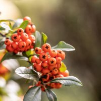 bunch of rowan berries on a tree in late summer. - garden decoration stock pictures, royalty-free photos & images