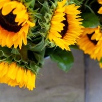 bunch of sunflowers in bucket - garden decoration stock pictures, royalty-free photos & images