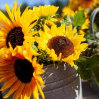 bunch of sunflowers in tin bucket - garden decoration stock pictures, royalty-free photos & images