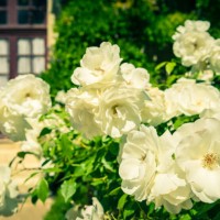 bush of beautiful roses in a garden - garden decoration stock pictures, royalty-free photos & images