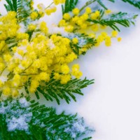 bush of yellow spring flowers mimosa,turda,romania - garden decoration stock pictures, royalty-free photos & images