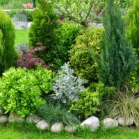 bushes of a number of varieties fill the frame, with a small patch of green grass at the base. - garden decoration stock pictures, royalty-free photos & images