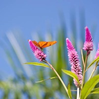 butterfly - garden decoration stock pictures, royalty-free photos & images