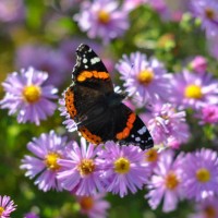 butterfly on a bright autumn flower on a sunny day - garden decoration stock pictures, royalty-free photos & images