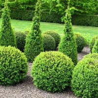 buxus balls for sale - garden decoration stock pictures, royalty-free photos & images