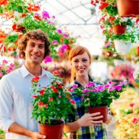 buying fresh and potted flowers for interior - home decoration stock pictures, royalty-free photos & images
