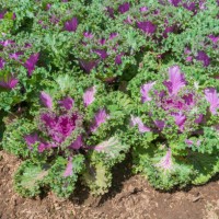 cabbage ornamental - garden decoration stock pictures, royalty-free photos & images