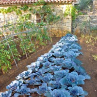 cabbage vegetable in backyard garden - garden decoration stock pictures, royalty-free photos & images