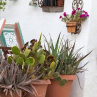 cactus and succulents in a pot in the street (hydra, greece) - garden decoration stock pictures, royalty-free photos & images
