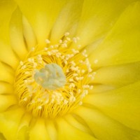 cactus flower, 8 - garden decoration stock pictures, royalty-free photos & images