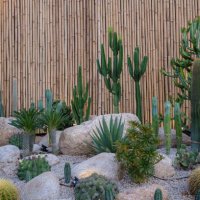 cactus garden - garden decoration stock pictures, royalty-free photos & images