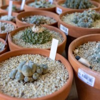 cactus in their pots - garden decoration stock pictures, royalty-free photos & images