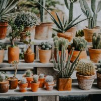cactus plant - garden decoration stock pictures, royalty-free photos & images