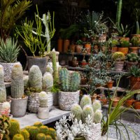 cactus plant in botanical garden - garden decoration stock pictures, royalty-free photos & images
