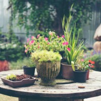 cactus pot in coffee cafe, vintage filter image - garden decoration stock pictures, royalty-free photos & images