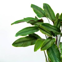 calathea cv. sanderiana in a black pot, white background isolate - garden decoration stock pictures, royalty-free photos & images