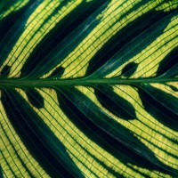 calathea makoyana leaves pattern background with dark green color - garden decoration stock pictures, royalty-free photos & images
