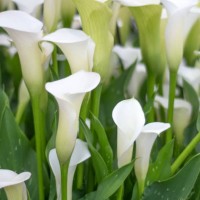 calla lily flowers - garden decoration stock pictures, royalty-free photos & images