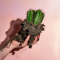 captus planted on a female hand on a pink background - garden decoration stock-fotos und bilder