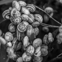 caracol - garden decoration stock pictures, royalty-free photos & images