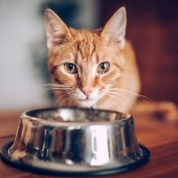 cat eating out of bowl - food stock pictures, royalty-free photos & images
