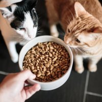cat food and two cats - food stock pictures, royalty-free photos & images