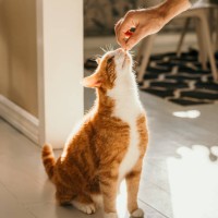 cat getting cat treats - food stock pictures, royalty-free photos & images