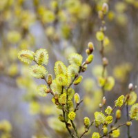catkins on branch. first signs of spring - garden decoration stock pictures, royalty-free photos & images