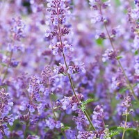 catmint / catnip, nepeta racemosa 'walker's low' - iv - garden decoration stock pictures, royalty-free photos & images