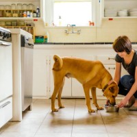 caucasian woman feeding dog in kitchen - food stock pictures, royalty-free photos & images