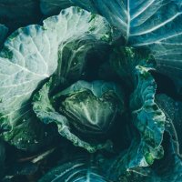 cauliflower grows in the vegetable garden . - food stock pictures, royalty-free photos & images