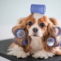 cavalier king charles spaniel dog grooming session - hairstyle stock pictures, royalty-free photos & images