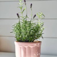 ceramic pink planters with lavender. - garden decoration stockfoto's en -beelden
