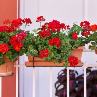 ceramic pots with red flowers on a handrail of a staircase outside a house, front view - garden decoration stock pictures, royalty-free photos & images