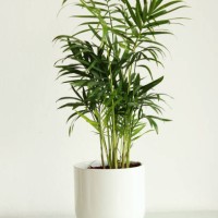 chamaedorea houseplant - home decoration stockfoto's en -beelden