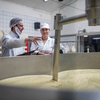 cheese factory workers controlling curdling process - food stock pictures, royalty-free photos & images