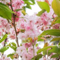 cherry blossom - garden decoration stockfoto's en -beelden