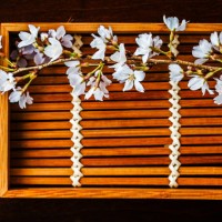 cherry blossom 21 - garden decoration stock pictures, royalty-free photos & images