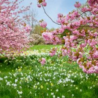 cherry blossom in a beautiful garden - garden decoration stock pictures, royalty-free photos & images